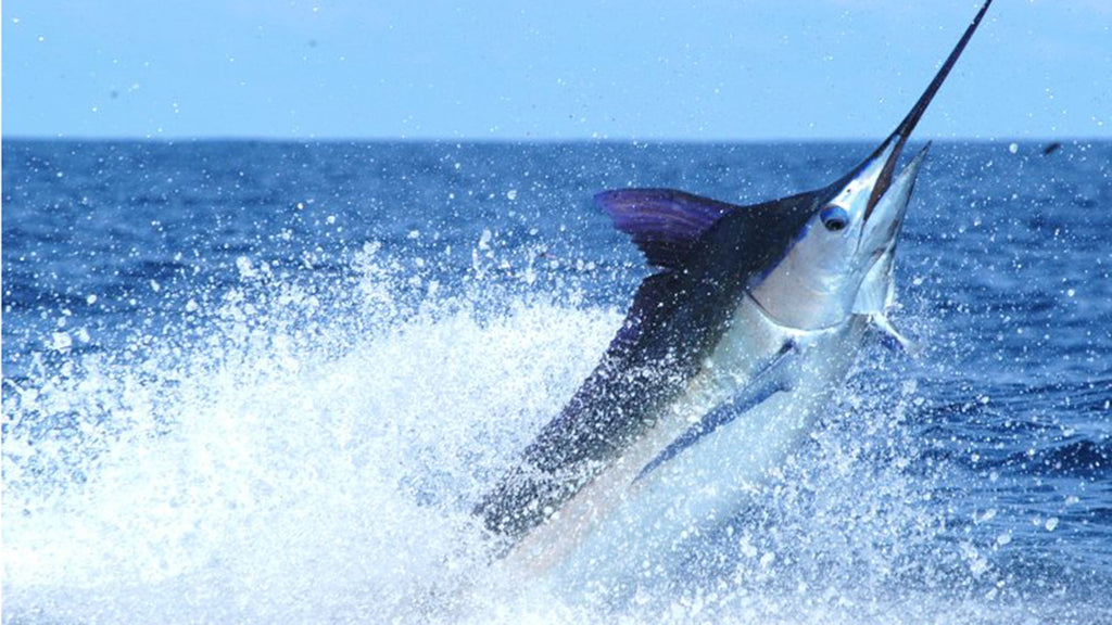 Blue marlin breaching offshore