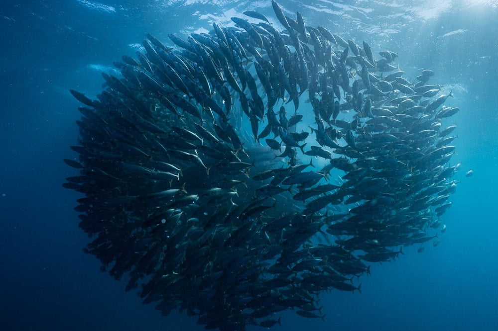Sardine Run 2026: Your Wild Coast Gear and Destination Guide